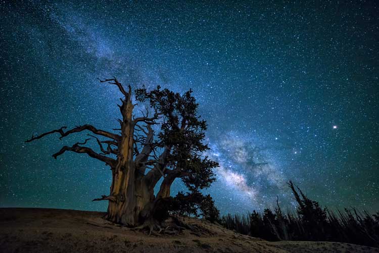 The Southern arm of the Milkyway galaxy rising up over ancient Bristlecone Pine tree in Utah's high country
