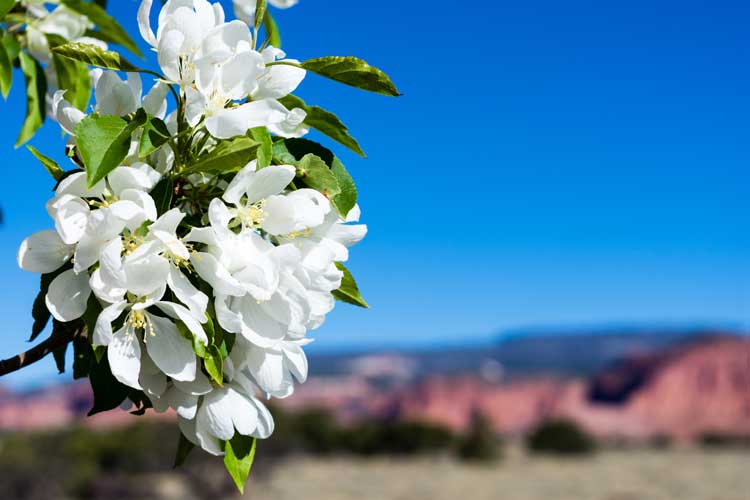 White blossom flower of an apple tree in New Harmony, Utah